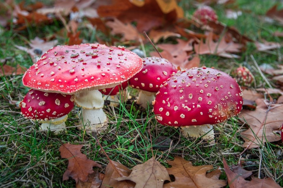 pixafliegenpilz